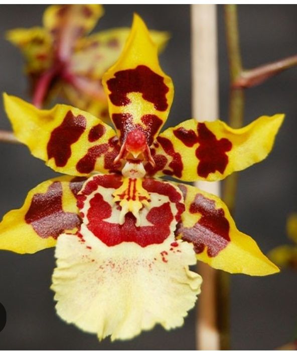 Орхідея Камбрія Colmonara White Lip і Камбрія Nelly Isler