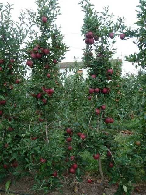 Drzewka owocowe sprzedaż Wysyłka od 10szt cena10do30zl
