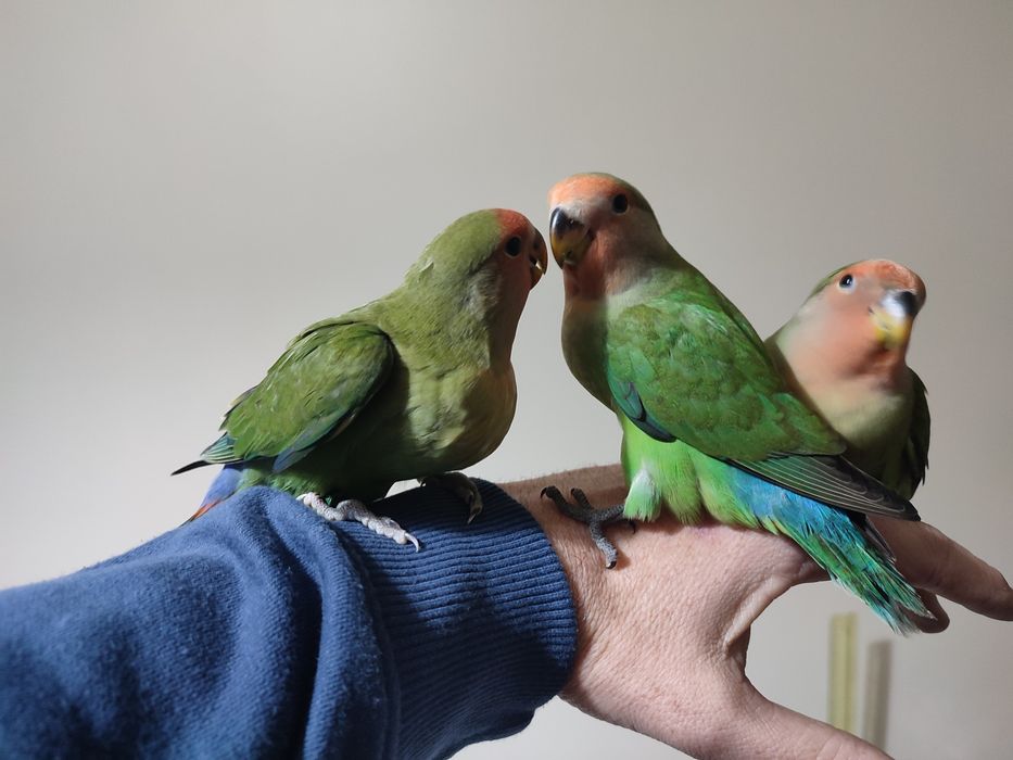 Agapórnis roseicollis domesticados