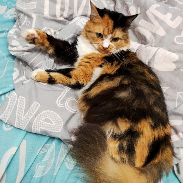 Пропала любимая кошка