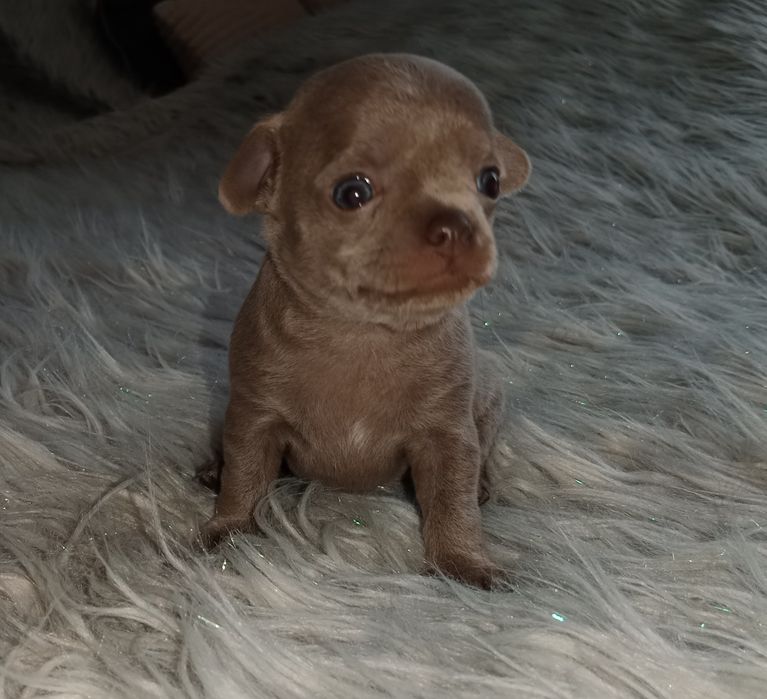 Liliowa dziewczynka chihuahua