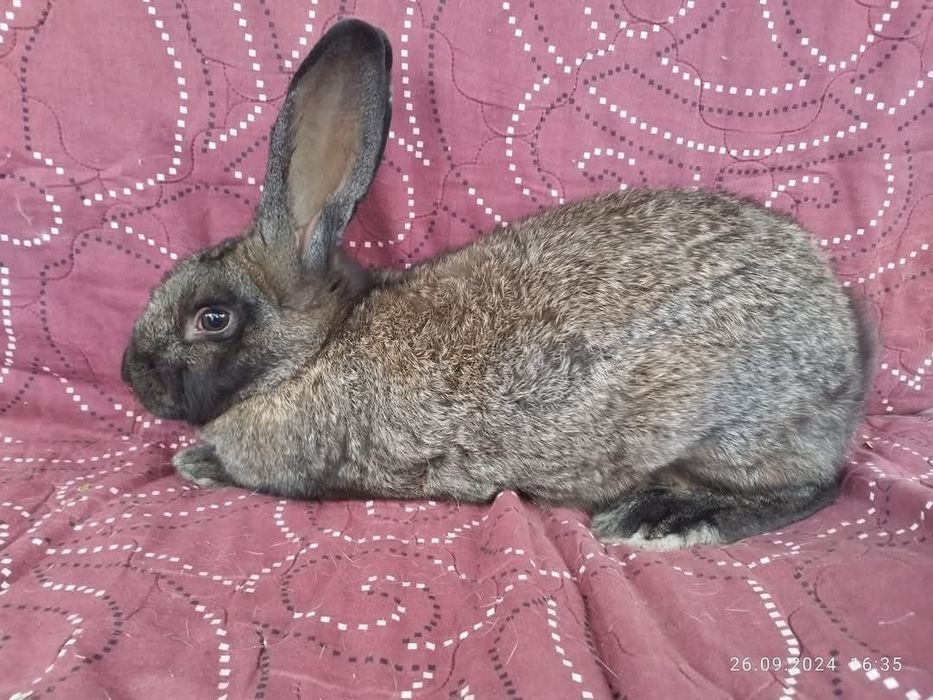 Тушки та кролики