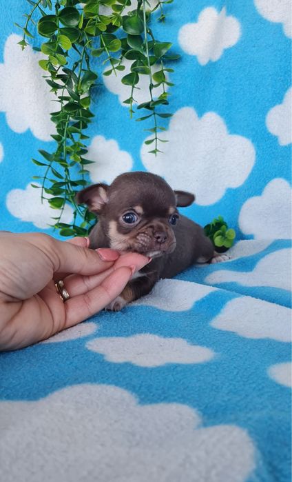 Excecional menina mini Chihuahua/Chiuaua. LinhagemRussa de Qualidade