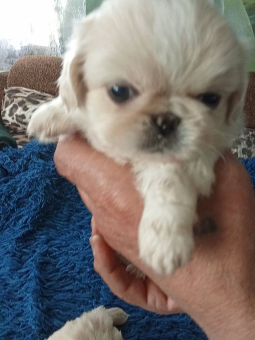 Собачки пекінеси