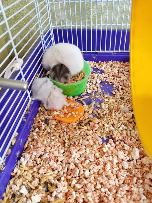 Джунгарские хомячки