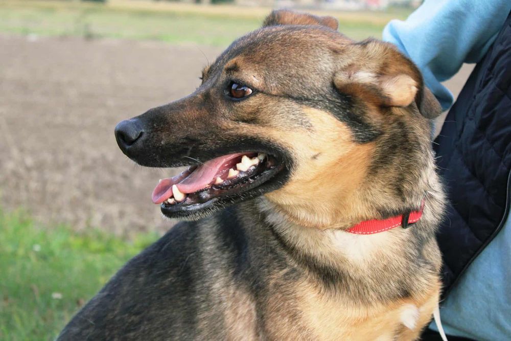 DO ADOPCJI – Kama szuka domu