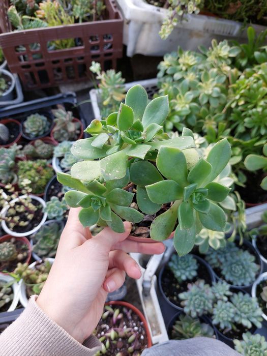 Suculentas 5€ cada