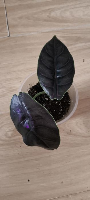 Алоказии Полли ,Жаклін,Азланидомашнее  растение