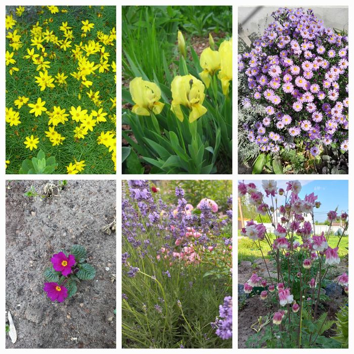 Ірис бордюрний карликовий жовтий