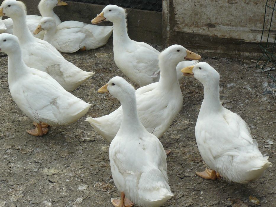 Kury nioski ,Gęsi , perliczki brojlerowe ,kaczki   Pekin .