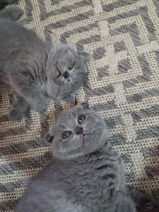 Шотландские котята