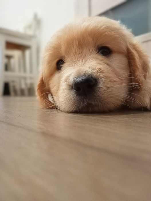 Golden retriever śliczne słodziaki
