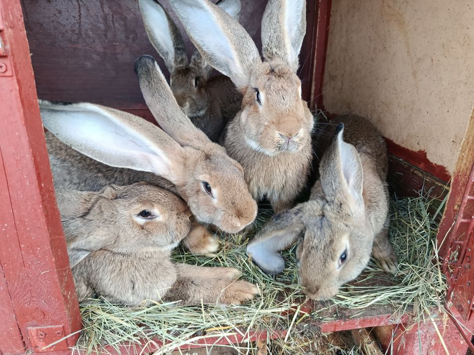 Króliki olbrzym belgijski