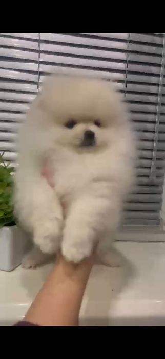 Щенок померанского шпица