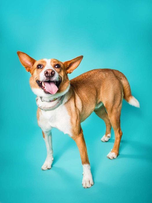 Baks - dość młody psiak lubiący spacery