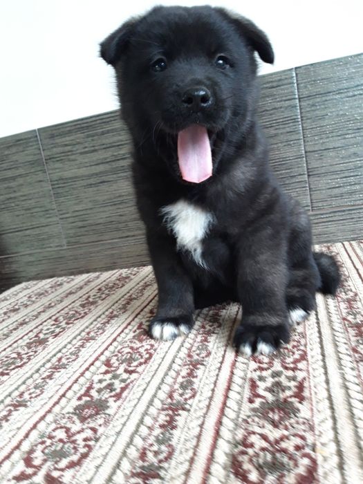 Акіта американська