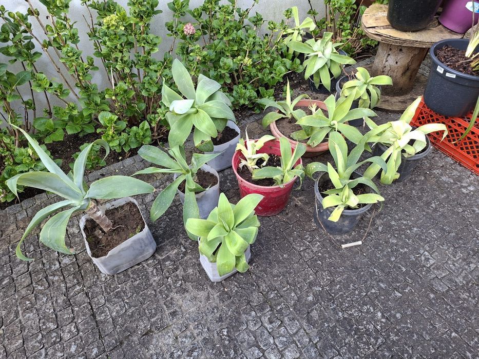 Agave dragão tamanho médio