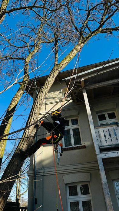 Wycinka drzew Włocławek, Toruń, Płock