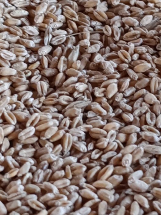 Pszenica jara sprzedam