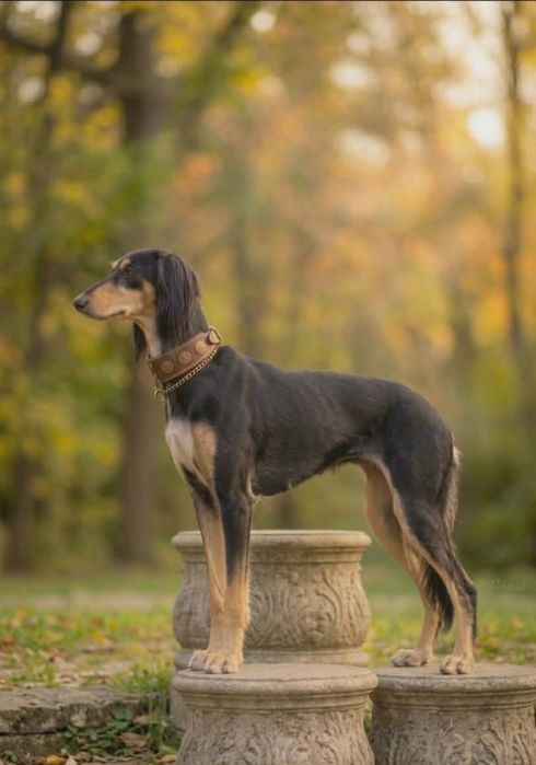 Saluki chart perski FCI warunek hodowlany