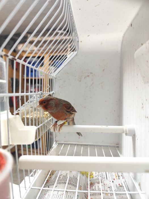 Vendo Canário   ou  Casal de Canários  (Ver descrição abaixo).