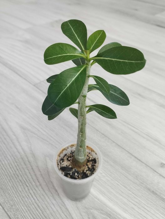Аденіум Обесум / Adenium obesum