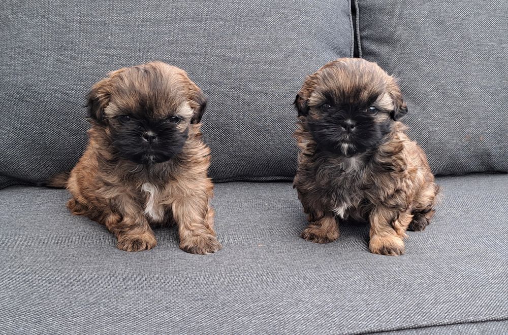 Shih tzu  suczka  mała