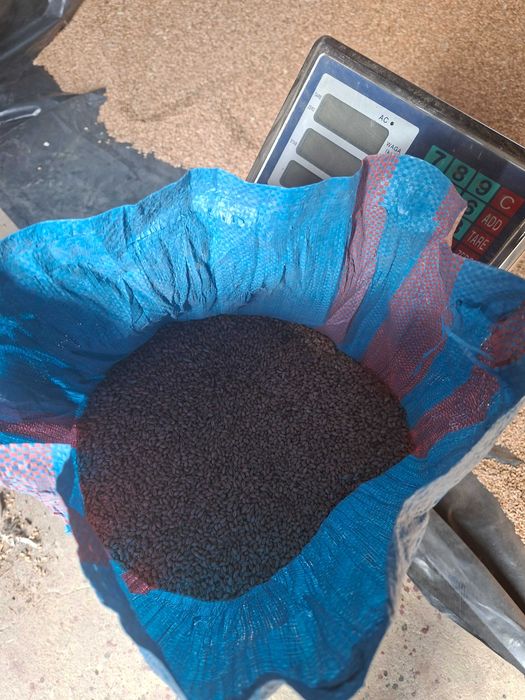 Pszenica zbiór 2025