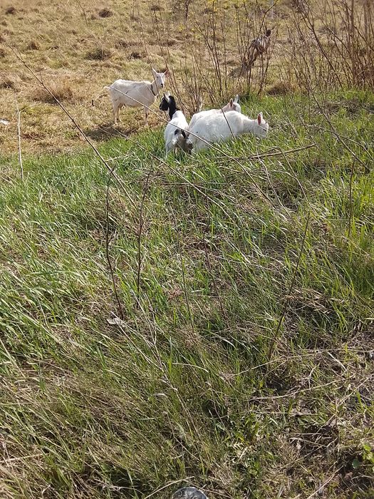 Продаються козенята,два місяці