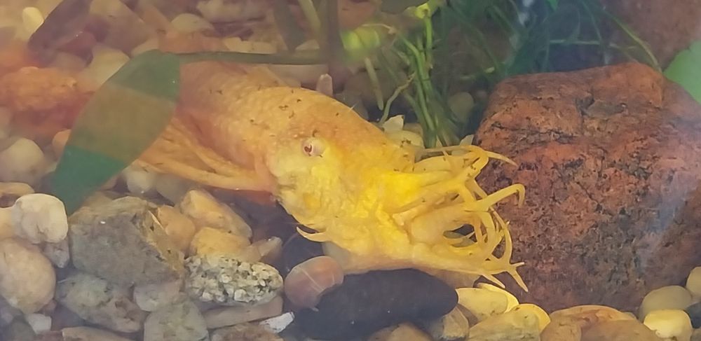 Zbrojnik para dorosłych