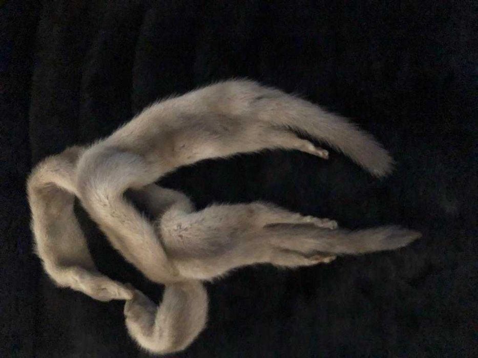 2 visons beije autênticos