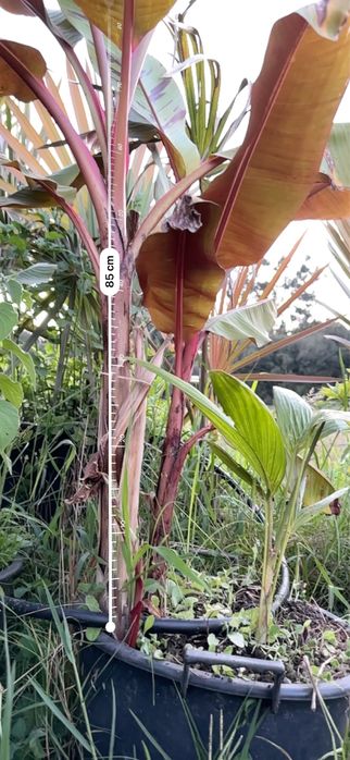 Banana Musa sikkimensis “Red Tiger”