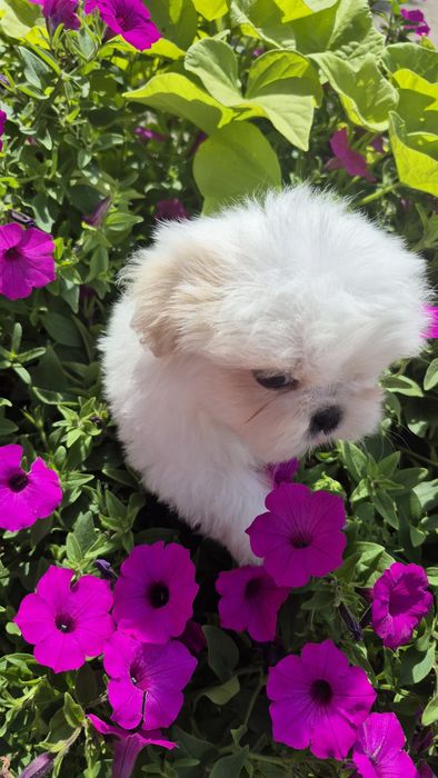 Shih-Tzu biały piesek