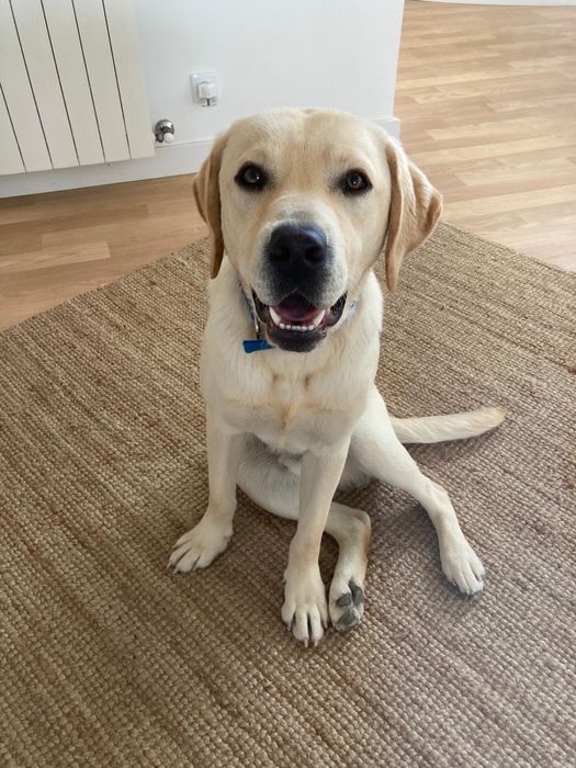 Cães ( Labrador e Beagle)