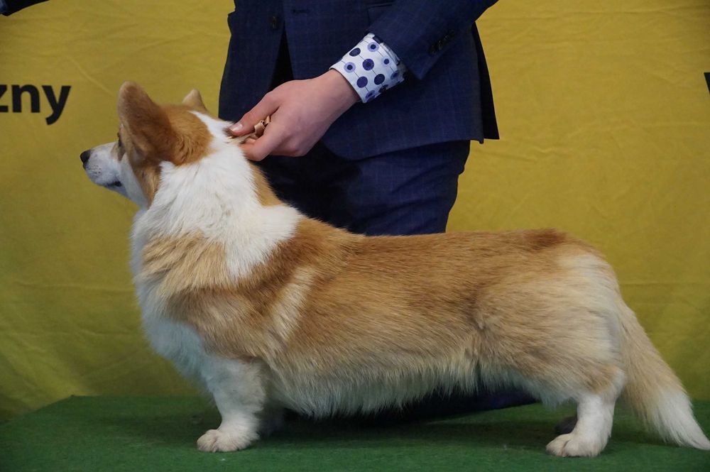 Welsh Corgi Pembroke ZKwP FCI  piesek po CH.PL