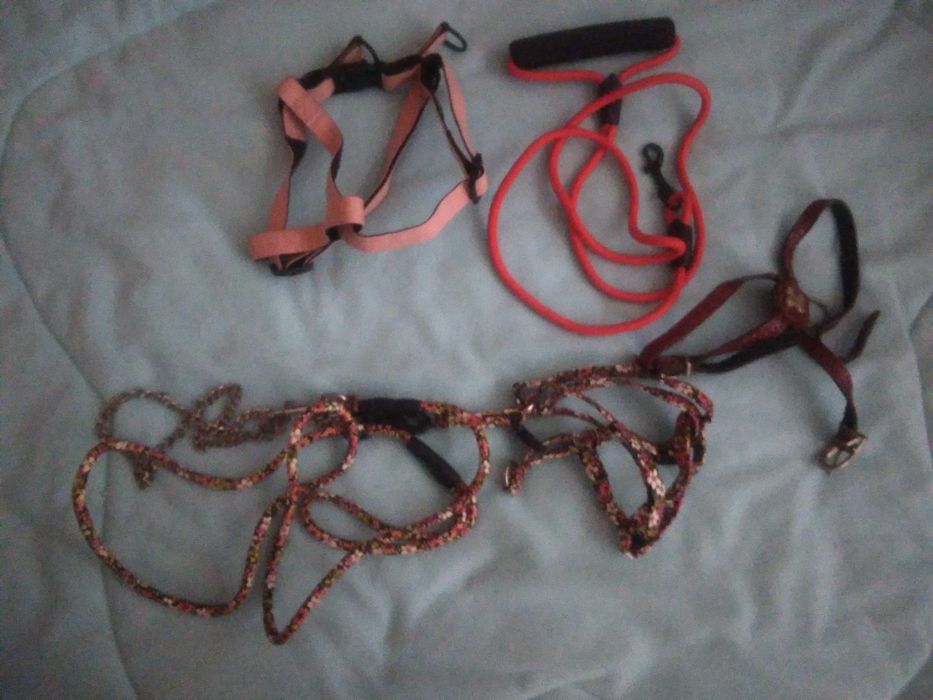 Одежда и аксессуары для собак