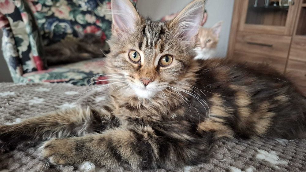 Kotka Maine Coon