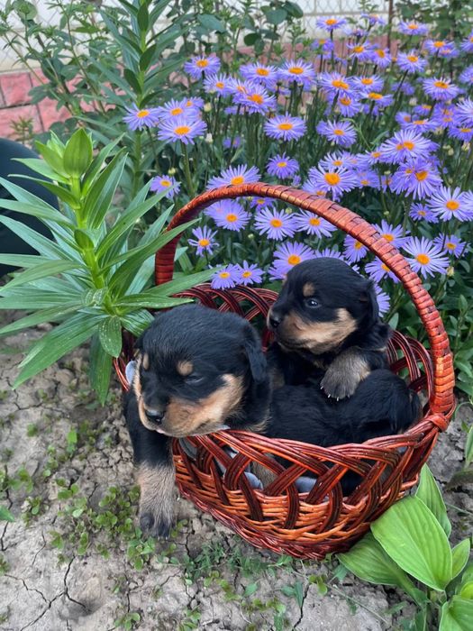 Цуценята ротвейлер
