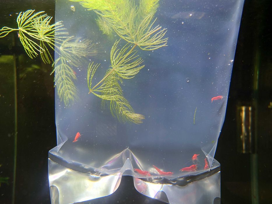 Krewetki czerwone sakura red