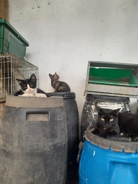 Gatinhos para adoção