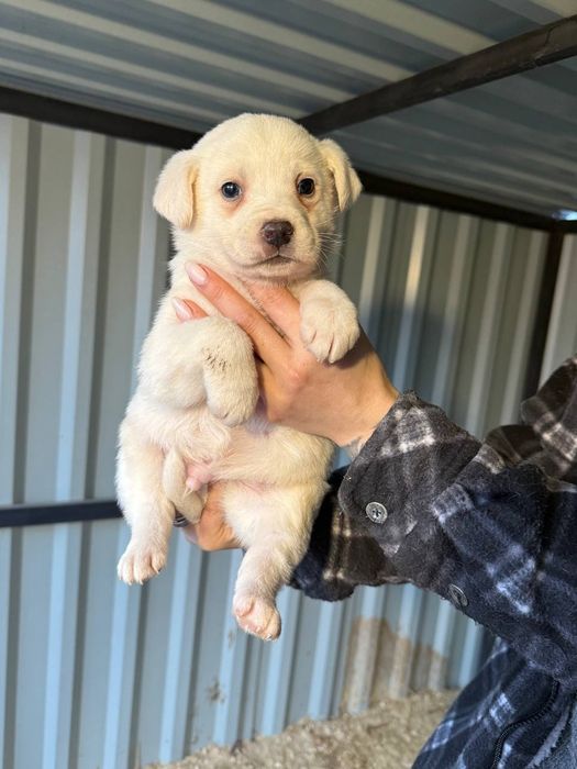 Цуцики, собака, щенок