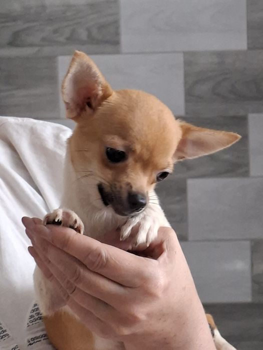 Chihuahua suka krótkowłosa