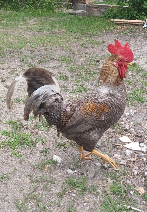 Koguty z wlasnego lęgu