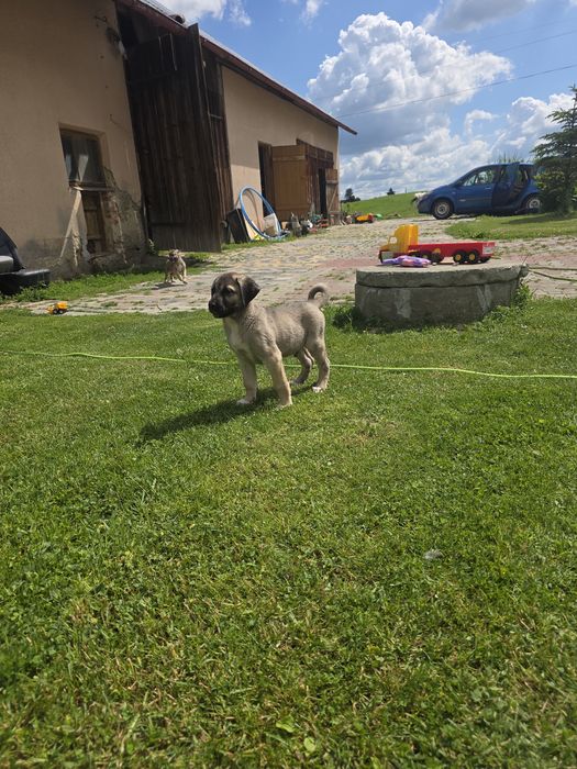 Pieski w typie kangal zmienią dom do oddania