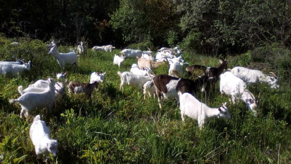 кози зеаненського типу