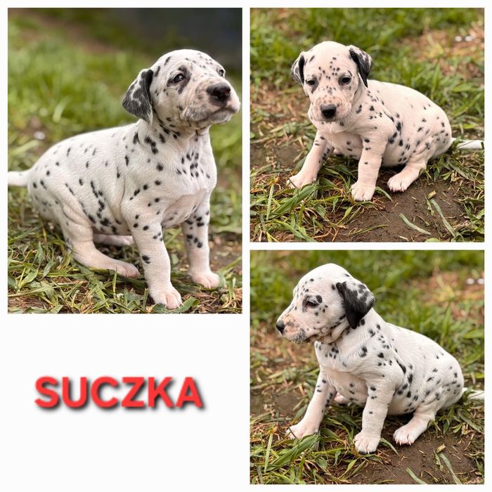 Suczka Dalmatyńczyk