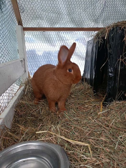 Samiec król nowozelandzki czerwony