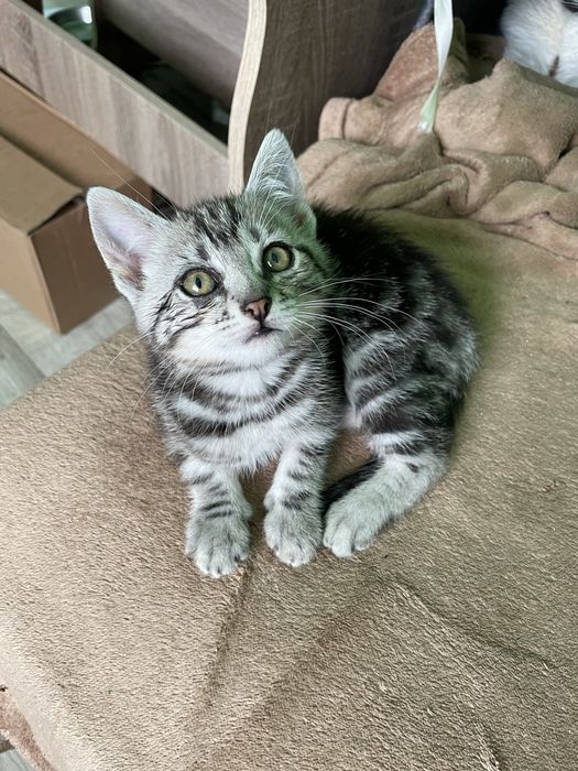 Котик шукає родину
