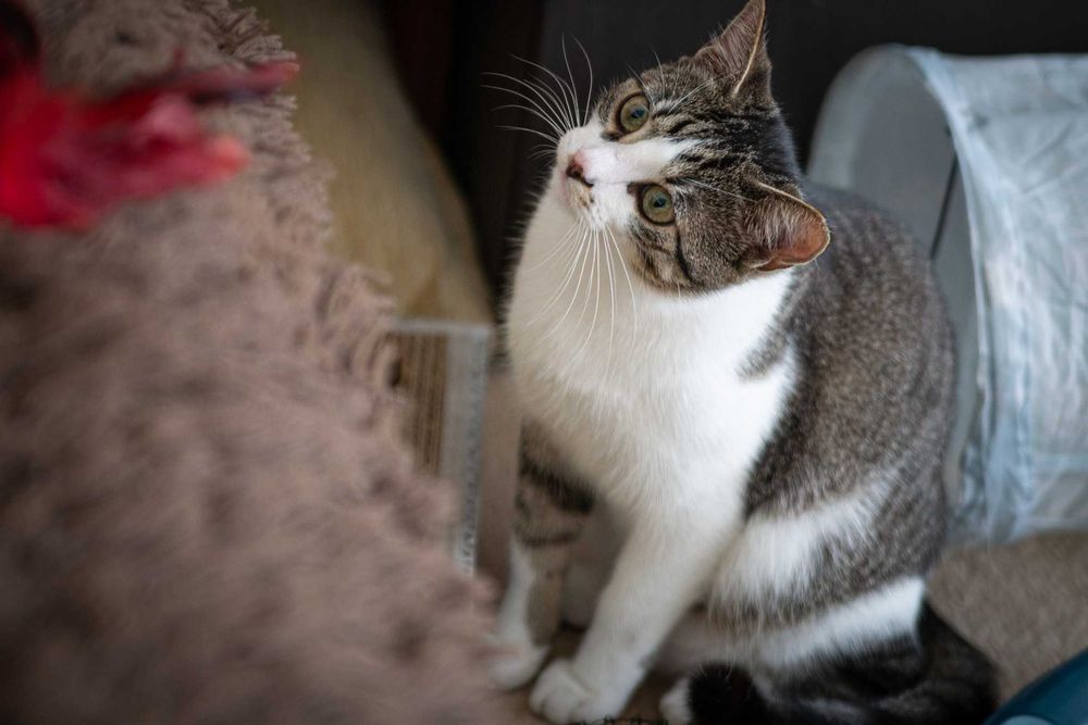 Kacperek szuka domu! Fundacja "Stawiamy na Łapy"