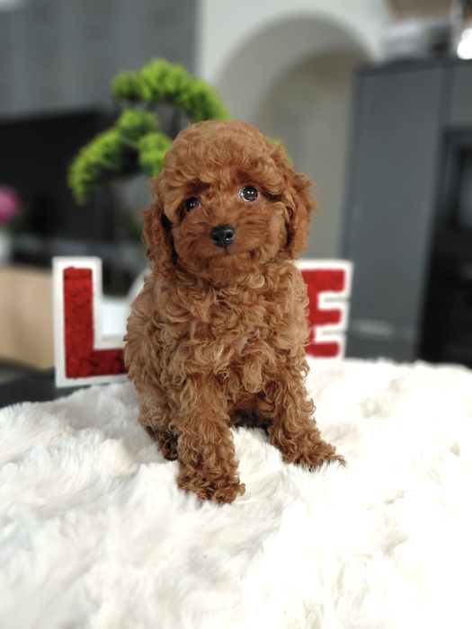 Pudel Toy Red Piesek